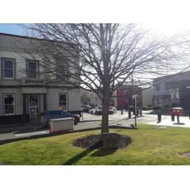 Timaru-Eniwa 10th anniversary tree
