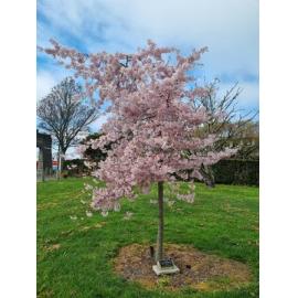 Timaru Mental Health Support Trust 25th anniversary tree