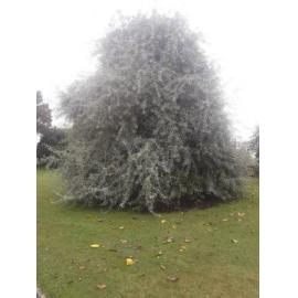 Timaru City Council Parks Department commemorative tree