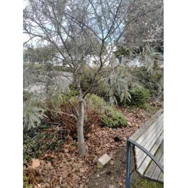 National Council of Women South Canterbury 60th jubilee tree