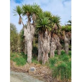Fay Wing memorial plaque