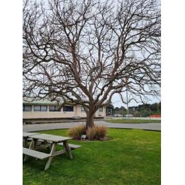 Timaru Hospital Lindsay Wing commemorative tree