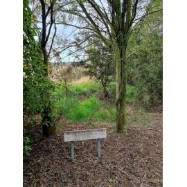 South Canterbury Kea Scout planting