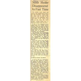 500lb Heifer Disappeared in Fast Time