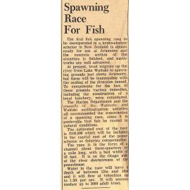 Spawning Race For Fish