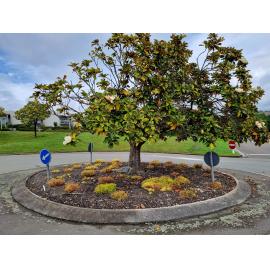 Lois Thodey memorial tree