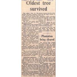 Oldest tree survived / Plantation being cleared