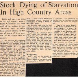 Stock Dying of Starvation In High Country Areas