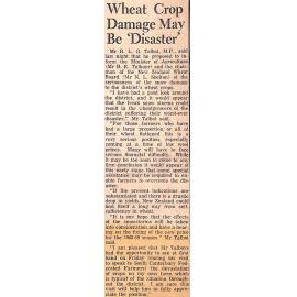 Wheat Crop Damage May Be 'Disaster'