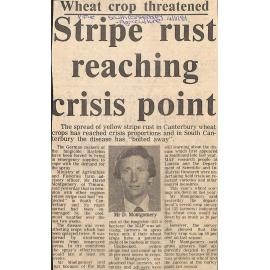 Wheat crop threatened: Stripe rust reaching crisis point