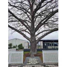 The Lovelock Oak