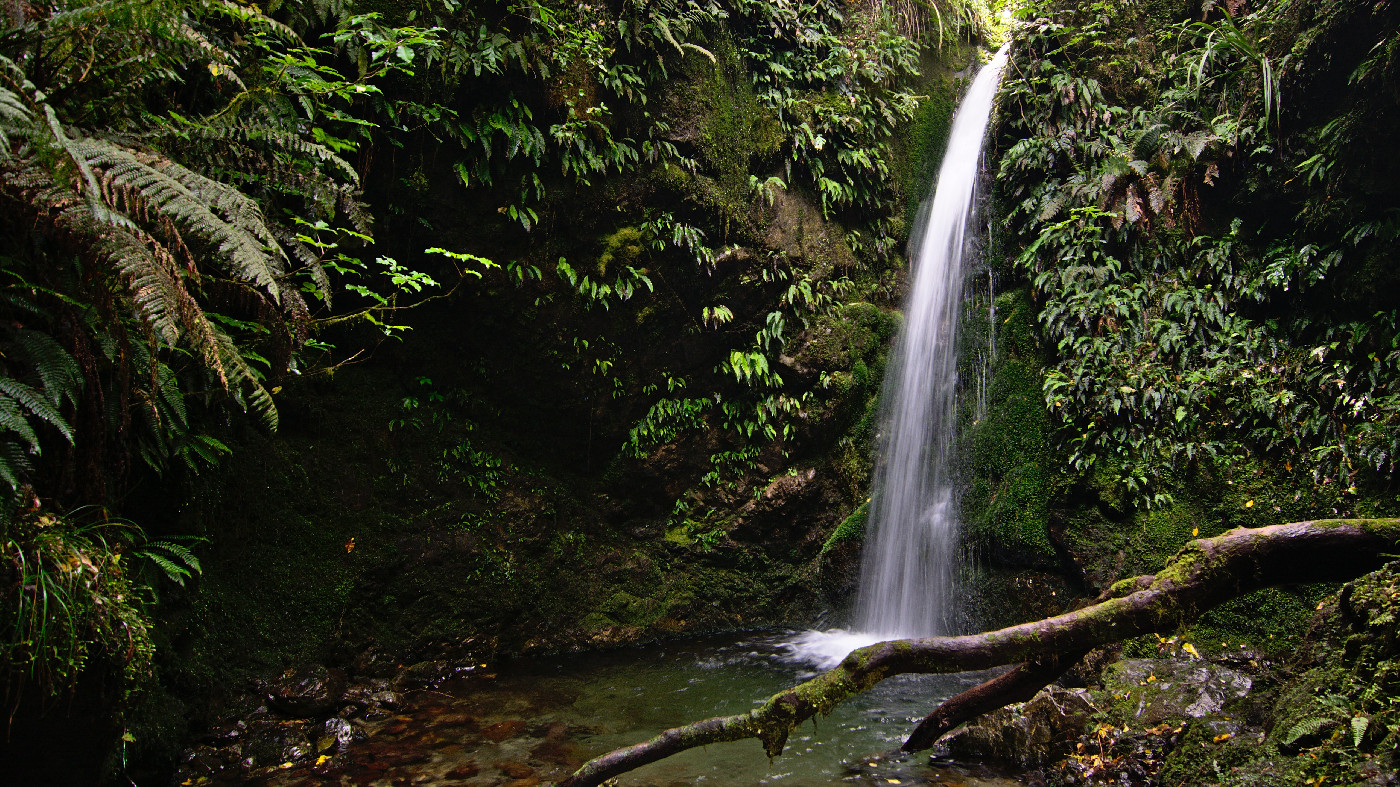 Emily Falls, Peel Forest.
Tomas Sobek, CC BY-SA 4.0 <https://creativecommons.org/licenses/by-sa/4.0>, via Wikimedia Commons