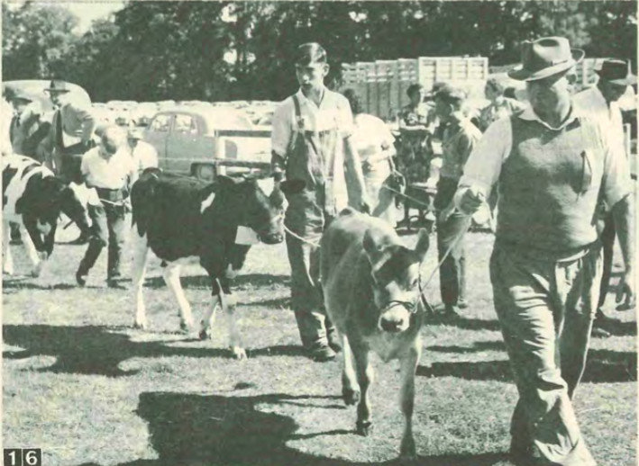 Yearling heifers being paraded for the judges a the Temuka and Geraldine Agricultural and Pastoral Societies Show in 1965.
Image from the Photo Review: Volume 2, Number 11, April 1965